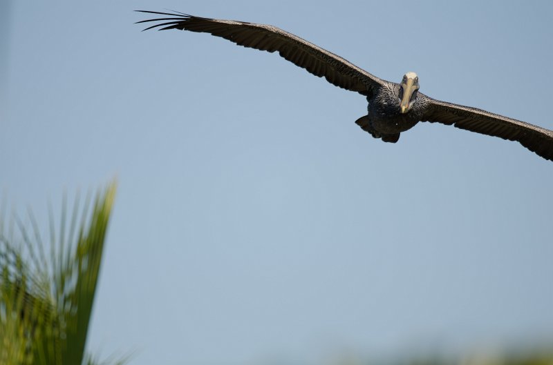 Captiva101812-3943.jpg - pictures taken from room 1611, South Seas resort.  View of Redfish Pass