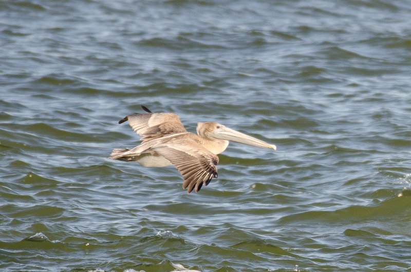 Captiva101812-3962.jpg - pictures taken from room 1611, South Seas resort.  View of Redfish Pass