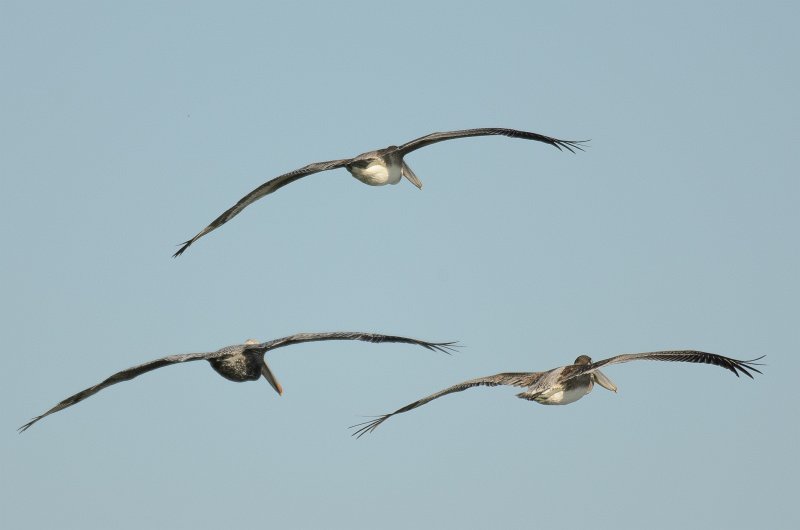 Captiva101812-3982.jpg - pictures taken from room 1611, South Seas resort.  View of Redfish Pass