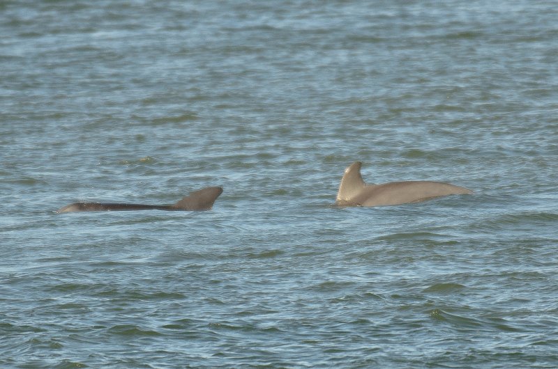 Captiva101812-4106.jpg - pictures taken from room 1611, South Seas resort.  View of Redfish Pass