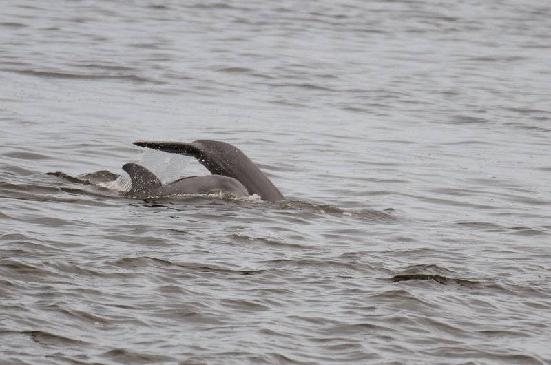 Captiva101812-3627.jpg - pictures taken from room 1611, South Seas resort.  View of Redfish Pass