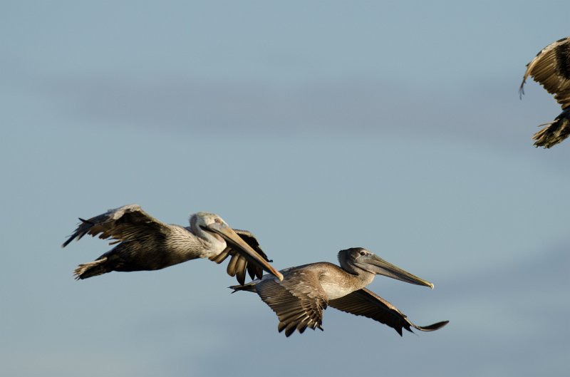 Captiva101812-3689.jpg - pictures taken from room 1611, South Seas resort.  View of Redfish Pass