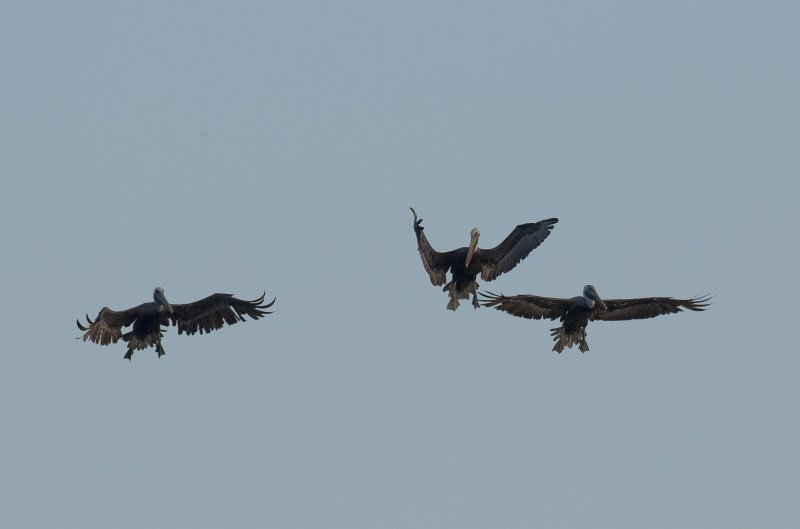 Captiva101812-3709.jpg - pictures taken from room 1611, South Seas resort.  View of Redfish Pass