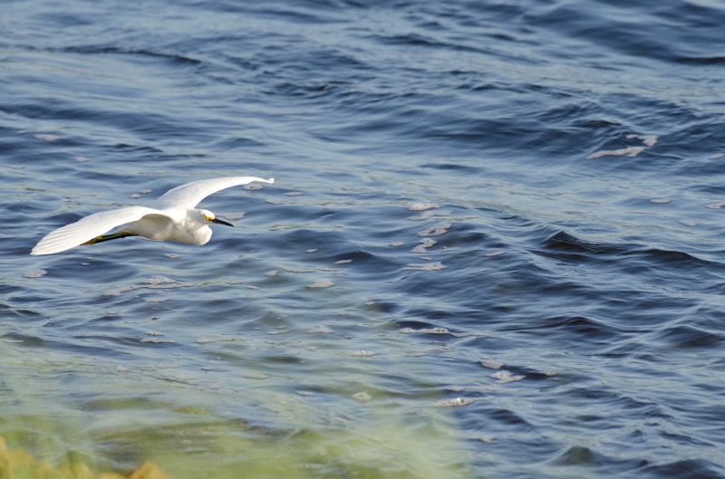Captiva101812-3737.jpg - pictures taken from room 1611, South Seas resort.  View of Redfish Pass