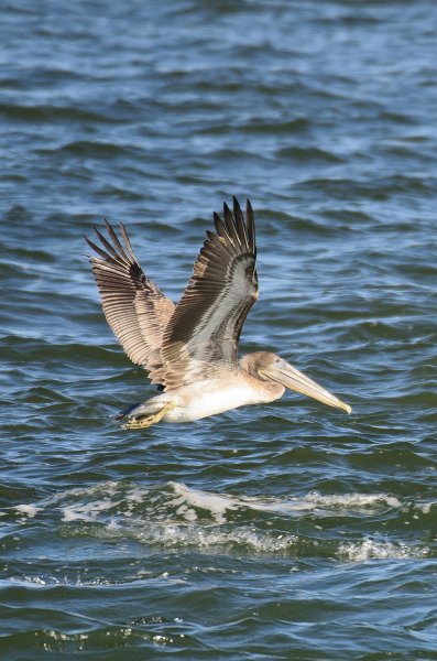 Captiva101812-3939.jpg - pictures taken from room 1611, South Seas resort.  View of Redfish Pass
