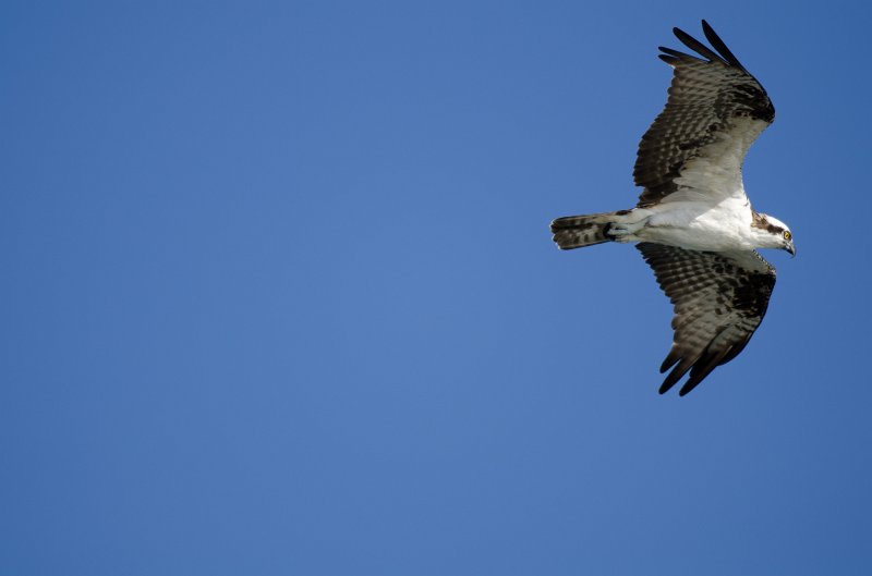 Captiva101812-3955.jpg - pictures taken from room 1611, South Seas resort.  View of Redfish Pass