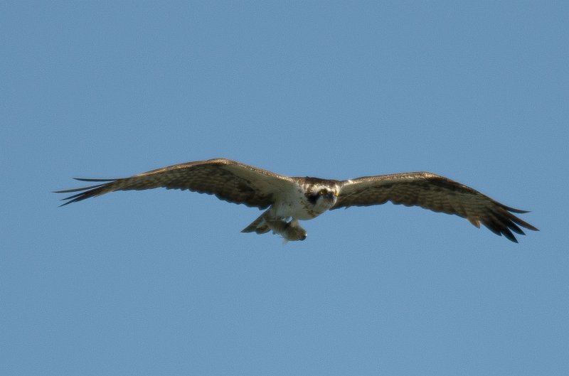 Captiva101812-3983.jpg - pictures taken from room 1611, South Seas resort.  View of Redfish Pass