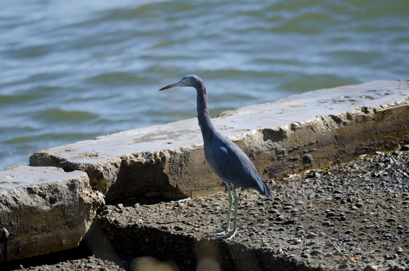 Captiva101812-3989.jpg - pictures taken from room 1611, South Seas resort.  View of Redfish Pass