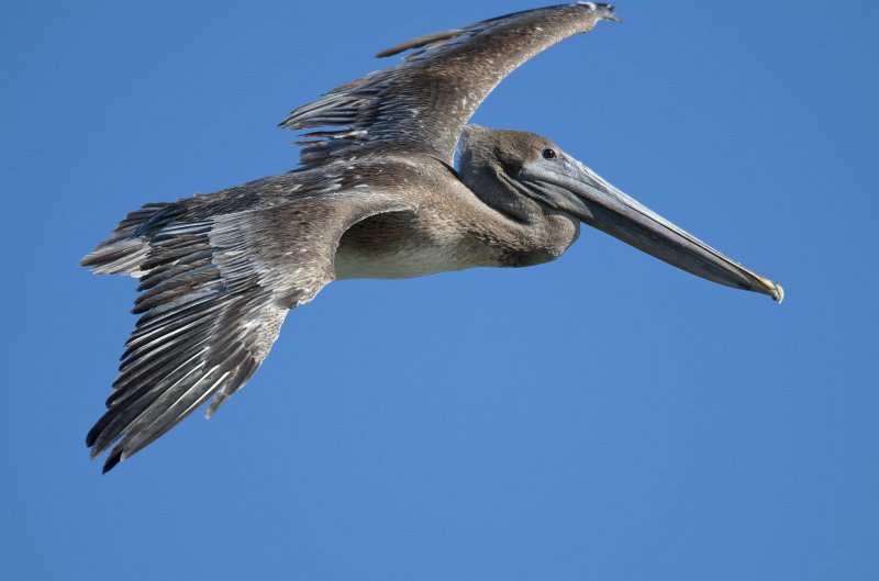 Captiva101812-3998.jpg - pictures taken from room 1611, South Seas resort.  View of Redfish Pass