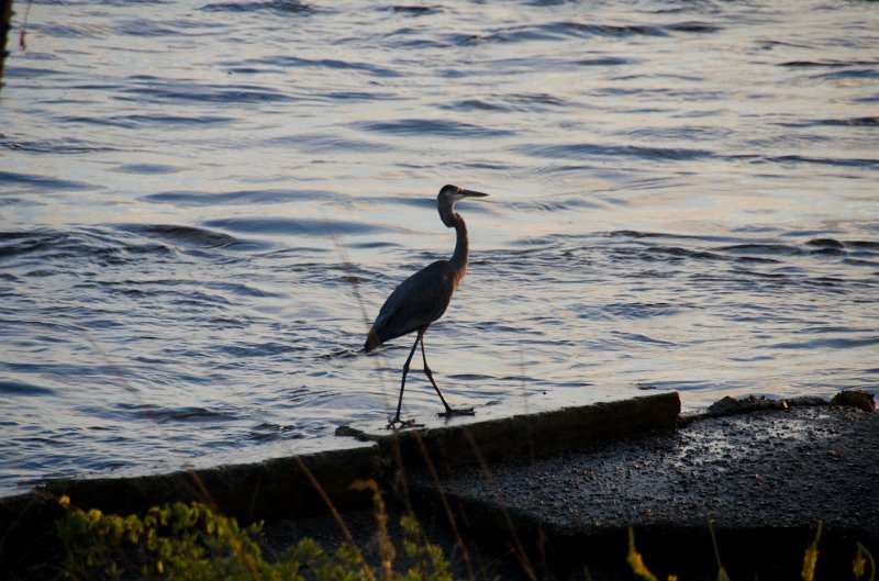 Captiva101812-3657.jpg - pictures taken from room 1611, South Seas resort.  View of Redfish Pass