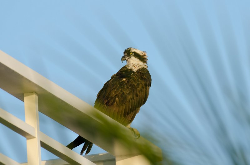 Captiva101812-3668.jpg - pictures taken from room 1611, South Seas resort.  View of Redfish Pass