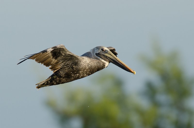 Captiva101812-3687.jpg - pictures taken from room 1611, South Seas resort.  View of Redfish Pass