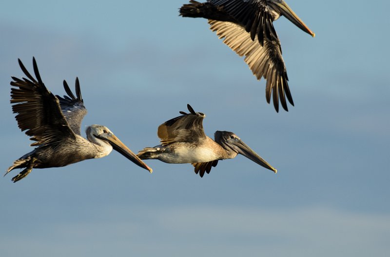 Captiva101812-3690.jpg - pictures taken from room 1611, South Seas resort.  View of Redfish Pass