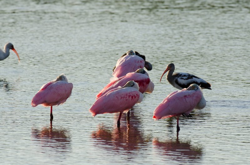 Captiva101812-3824.jpg - Ding Darling Wildlife Drive