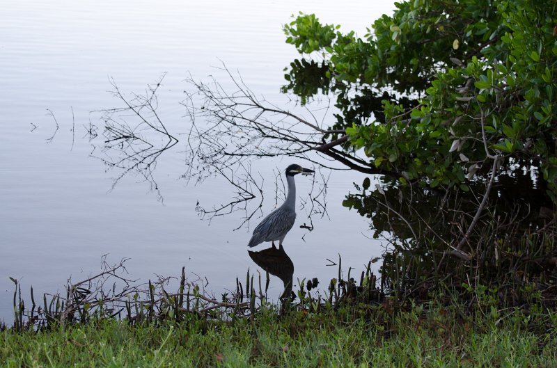 Captiva101812-3846.jpg - Ding Darling Wildlife Drive