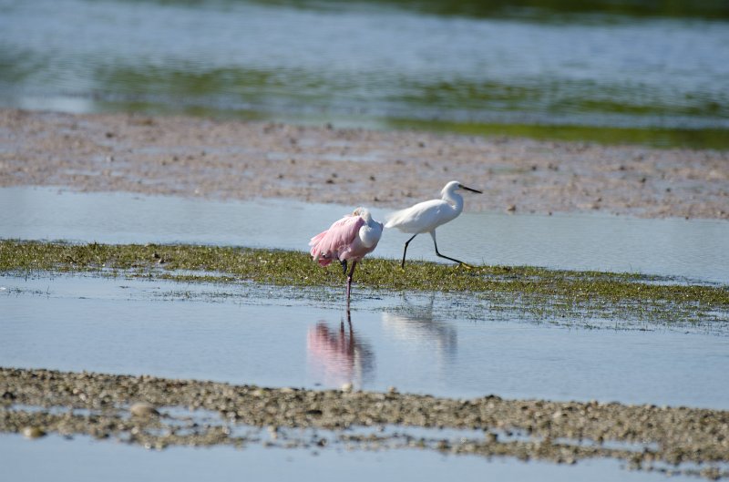 Captiva101812-4011.jpg - Ding Darling Wildlife Drive