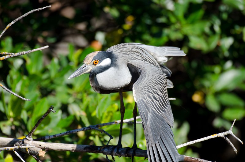 Captiva101812-4027.jpg - Ding Darling Wildlife Drive