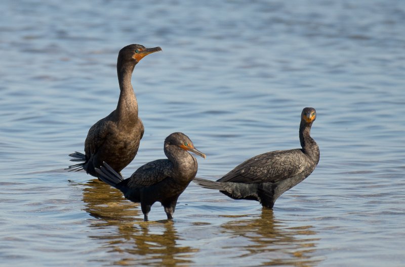 Captiva101812-4086.jpg - Ding Darling Wildlife Drive