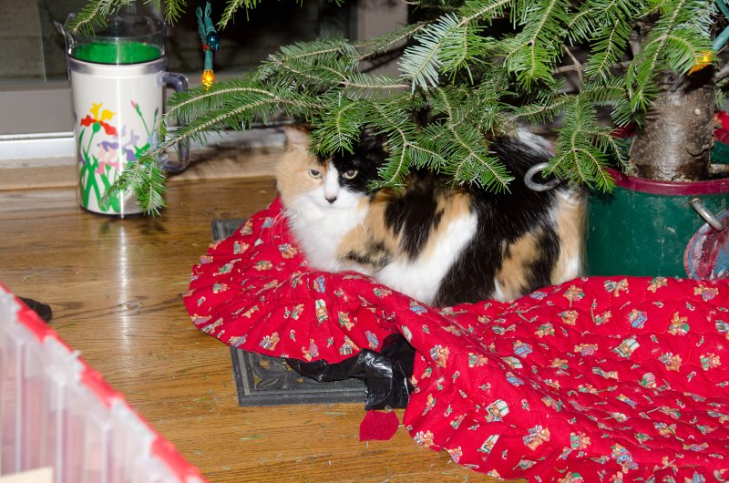 Christmas2012-4350.jpg - Decorating the Christmas Tree