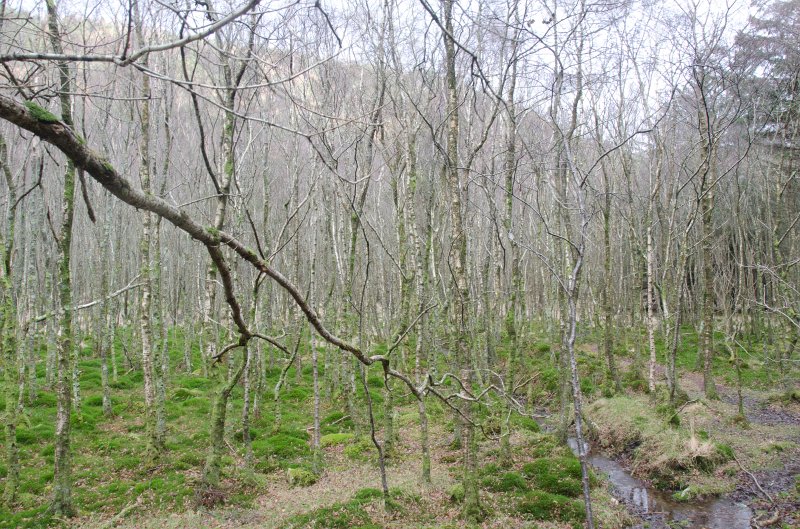 Dublin010212-8141.jpg - Wicklow Way trail in Glendalough, Wicklow mountains