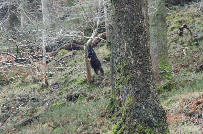 Dublin010212-8149.jpg - Goat eating bark, viewed from Wicklow Way trail in Glendalough, Wicklow mountains