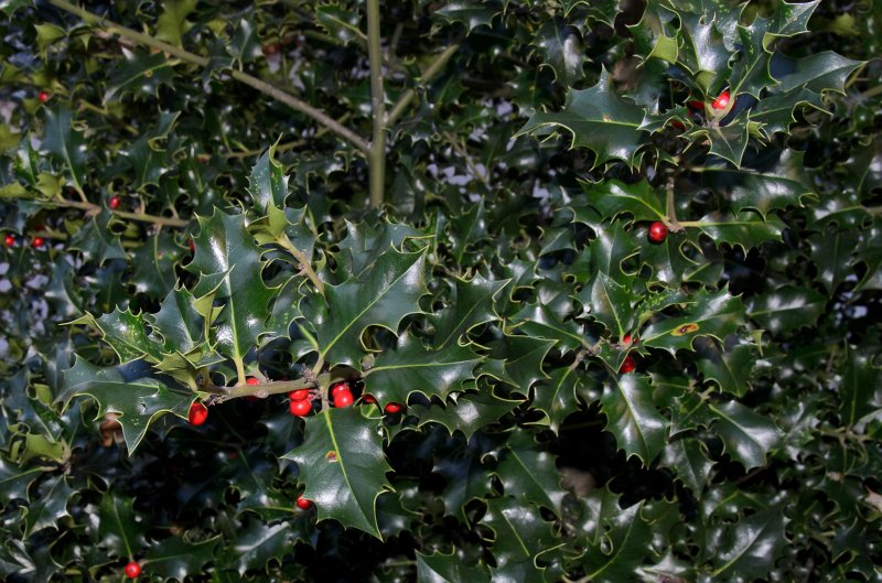 Dublin010212-7850.jpg - Holly in gardens of Dublin Castle