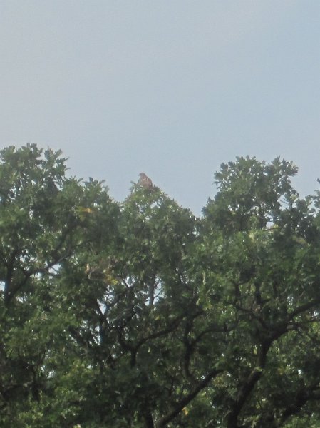 FermiLabBike091612-4150.jpg - Eagle at Fabyan Windmill Park