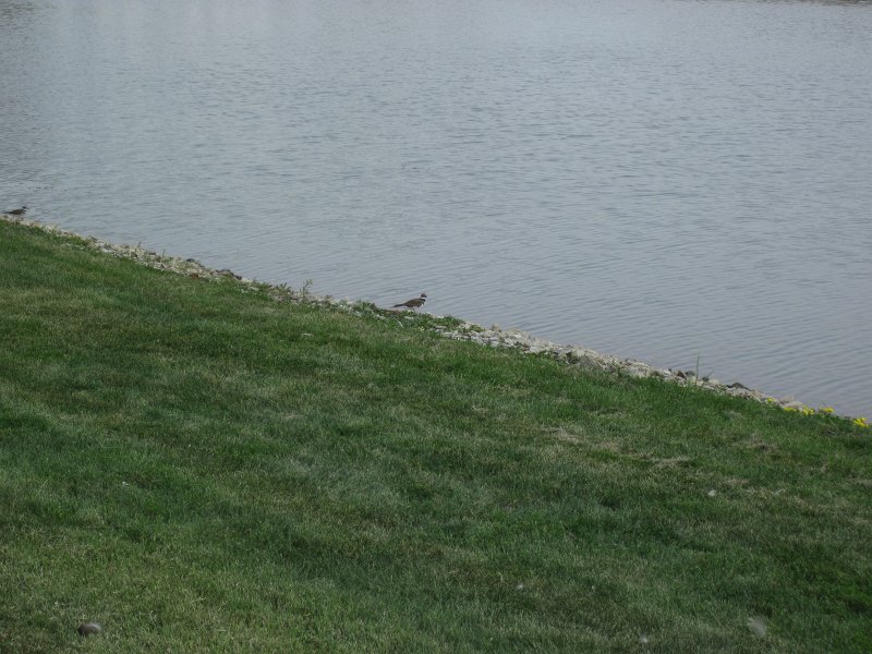 FermiLabBike091612-4208.jpg - Semipalmated Plover in Swan Lake in front of Wilson Hall, Fermilab