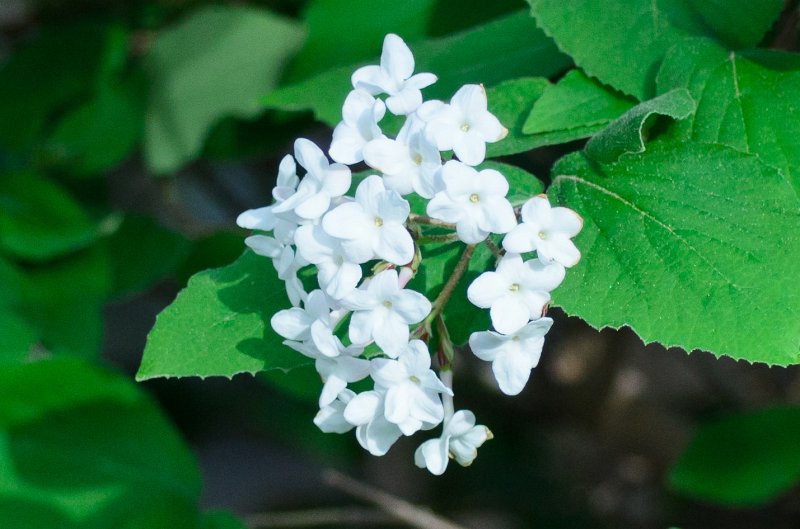 SpringFlowers040512-9669.jpg - Spring Flowers