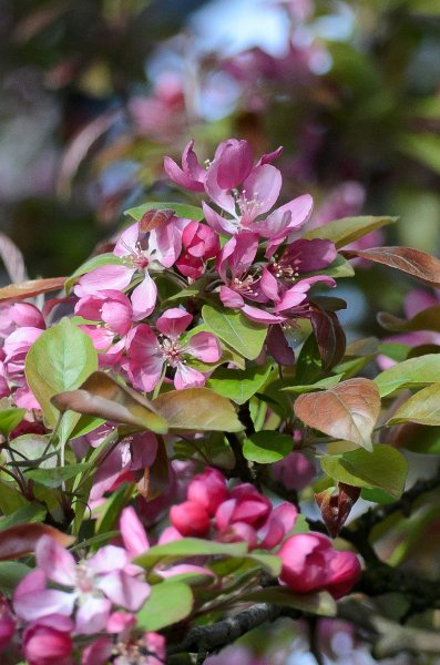 SpringFlowers040512-9672.jpg - Spring Flowers