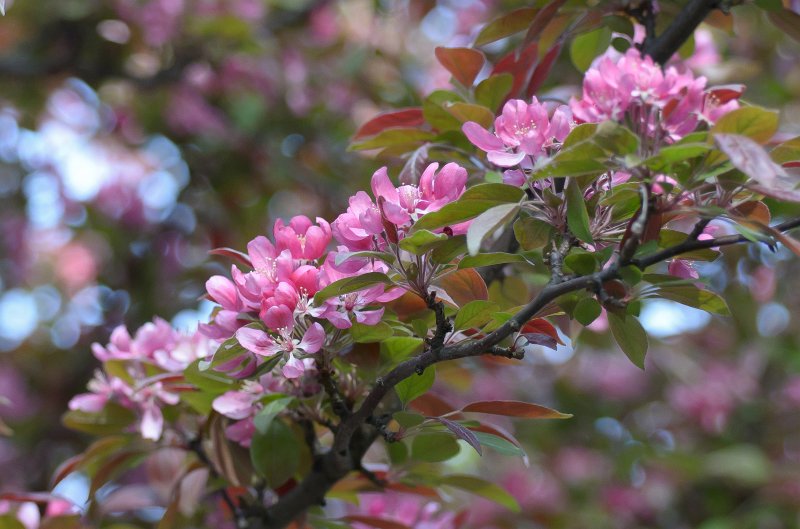 SpringFlowers040512-9677.jpg - Spring Flowers