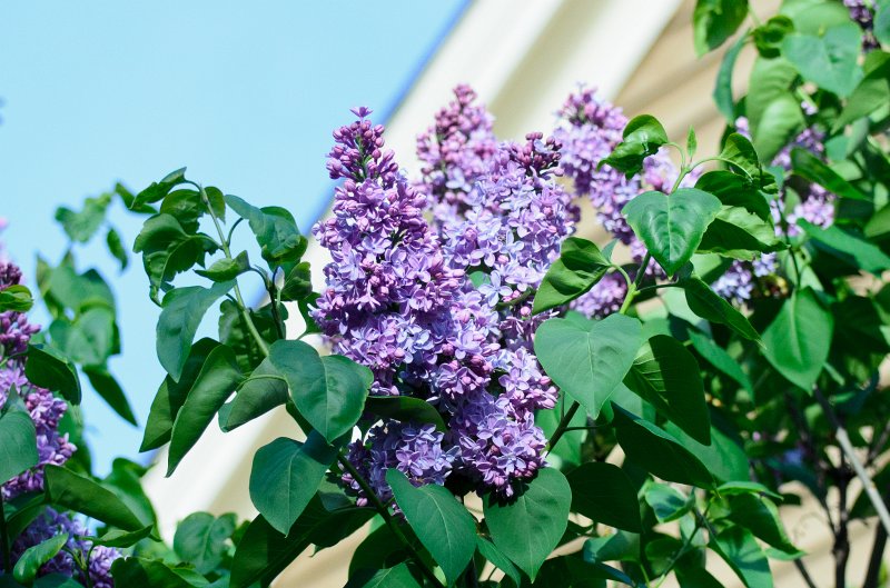 SpringFlowers040512-9679.jpg - Spring Flowers