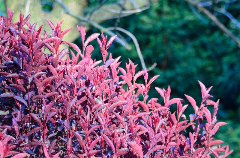 SpringFlowers040512-9692.jpg - Spring Flowers