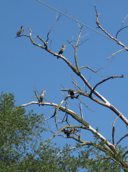 IMG_4014.jpg - Cormorant Tree near the river