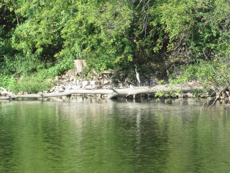 IMG_4017.jpg - Great Blue Heron along the bank of the Fox River