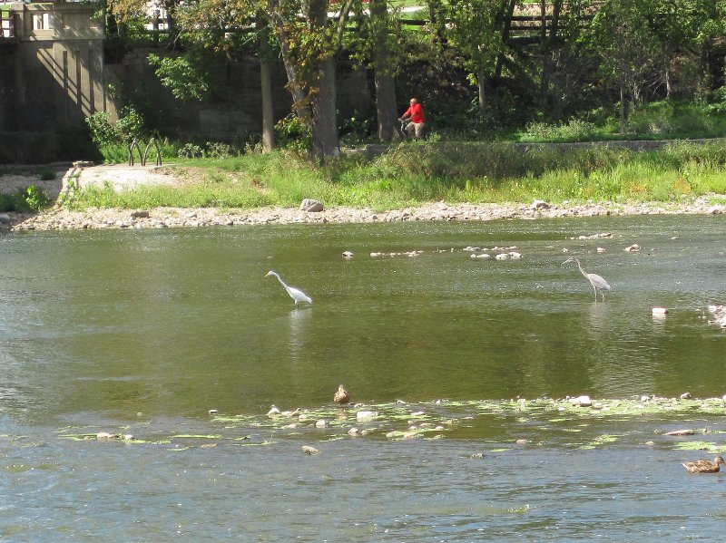 FoxRiverBike090912-4089.jpg - At the foot of the North Aurora Dam, Great Blue Heron and Great Egret hunting for fish