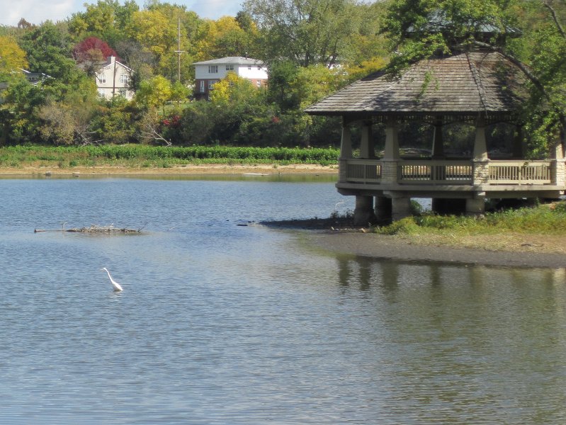 FoxRiverBike093012-4290.jpg - Great Egret wading near Batavia Riverwalk Gazebo