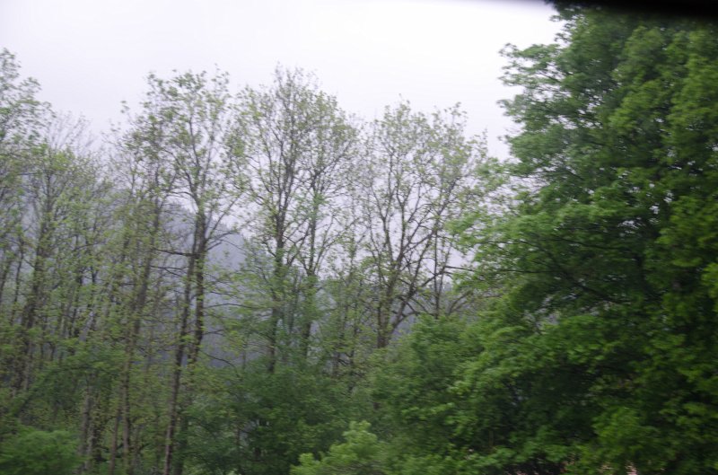 Fussen051212-0799.jpg - Driving thru a heavy stand of trees. On Rt 472 heading West near Bad Heilbrunn, driving from Salzburg to Füssen