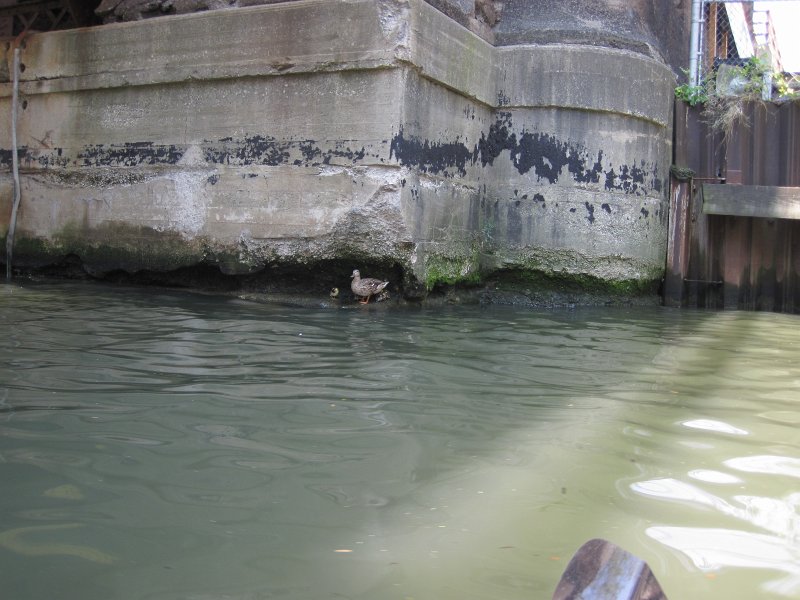KayakChicagoRiver071412-3797.jpg - Kayak Chicago River - Goose Island to Michigan Ave