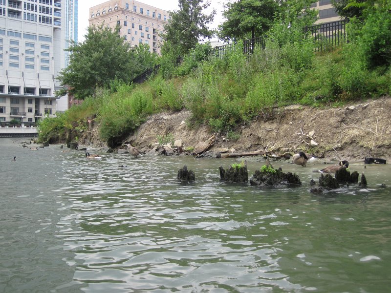 KayakChicagoRiver071412-3928.jpg - Kayak Chicago River - Goose Island to Michigan Ave