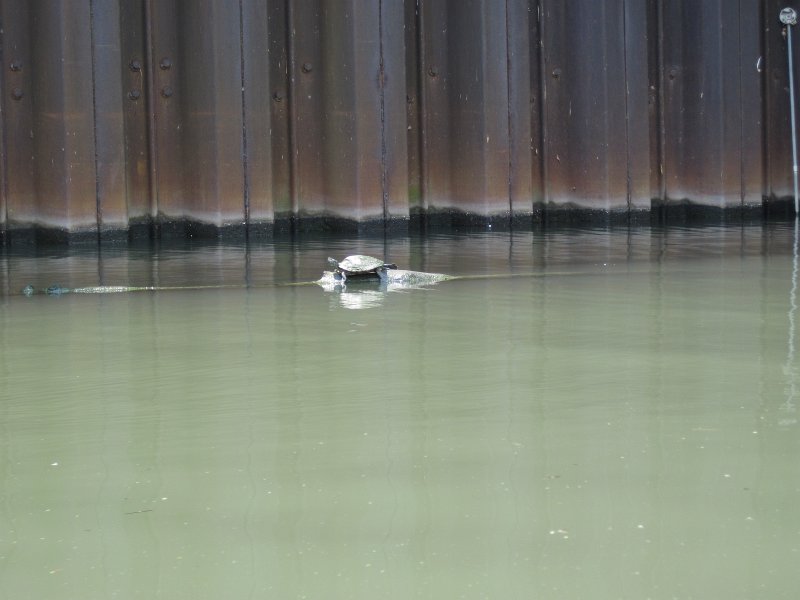 KayakChicagoRiver071412-3961.jpg - Kayak Chicago River - Goose Island to Michigan Ave