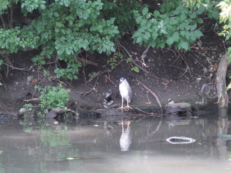 KayakChicagoRiver071412-3972.jpg - Black Crown Night Heron near the North tip of Goose Island