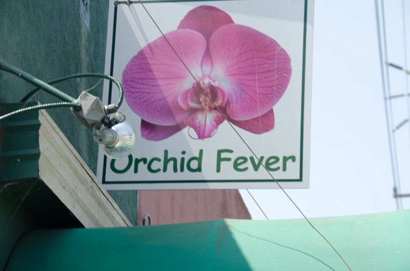 LosAngeles060112-1588.jpg - Orchid Fever on Culver Blvd