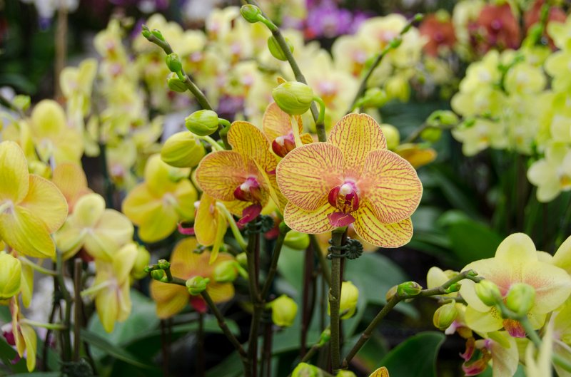 LosAngeles060112-1799.jpg - Flower Market
