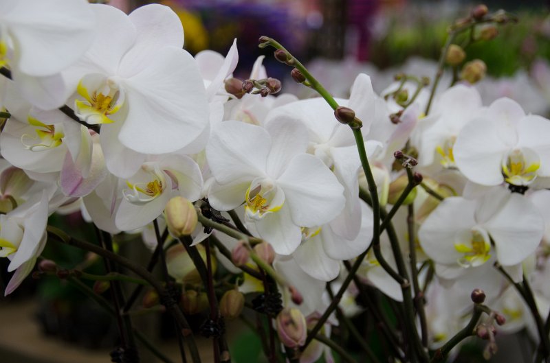 LosAngeles060112-1803.jpg - Flower Market