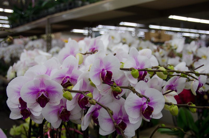 LosAngeles060112-1804.jpg - Flower Market