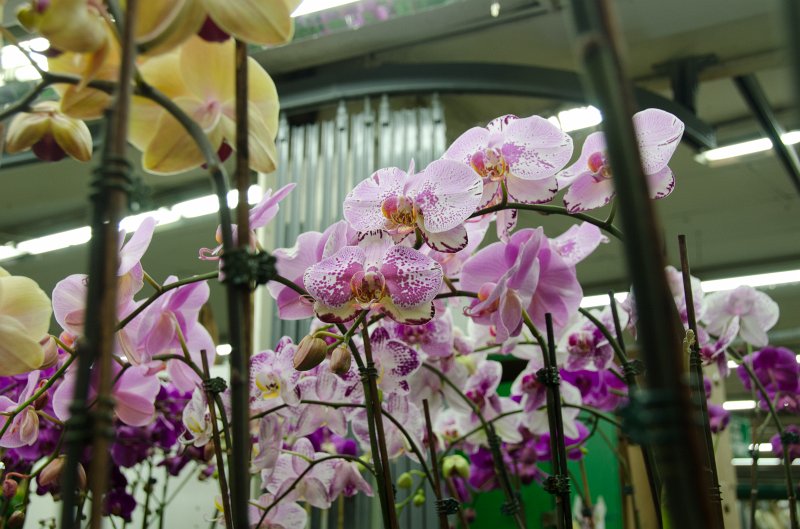 LosAngeles060112-1811.jpg - Flower Market