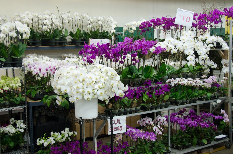 LosAngeles060112-1826.jpg - Flower Market