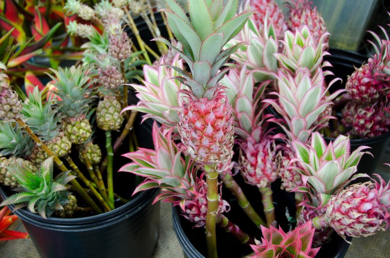 LosAngeles060112-1838.jpg - Flower Market