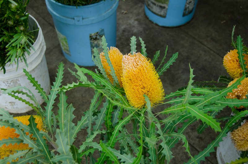 LosAngeles060112-1839.jpg - Flower Market
